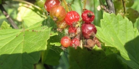 Kako se nositi s pauk grinjama na ribizli